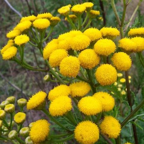 Tansy Blue Essential Oil 4